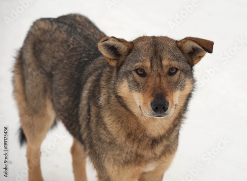 Brown homeless dog stands on snow