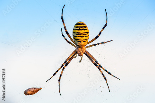 Female spider of argiope Bruennichi sits in his web against the