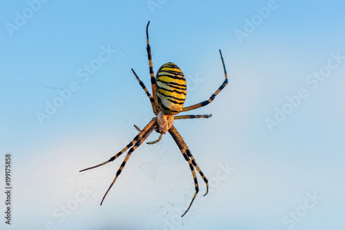Female spider of argiope Bruennichi sits in his web against the photo