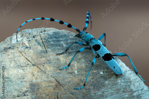 Rosalia alpina - Longhorn beetle - Rosalia longicorn photo