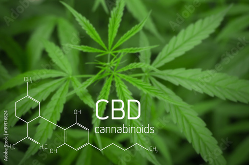 Cannabis Picture of  Formula CBD