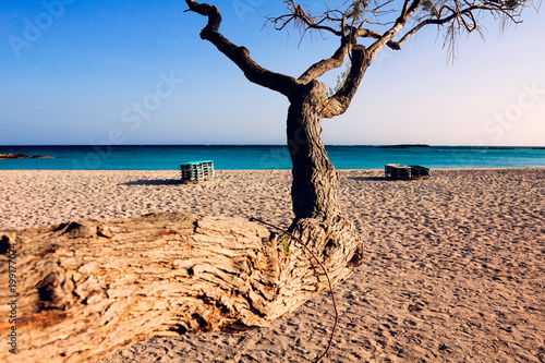 Arbre sur une belle plage en Crète