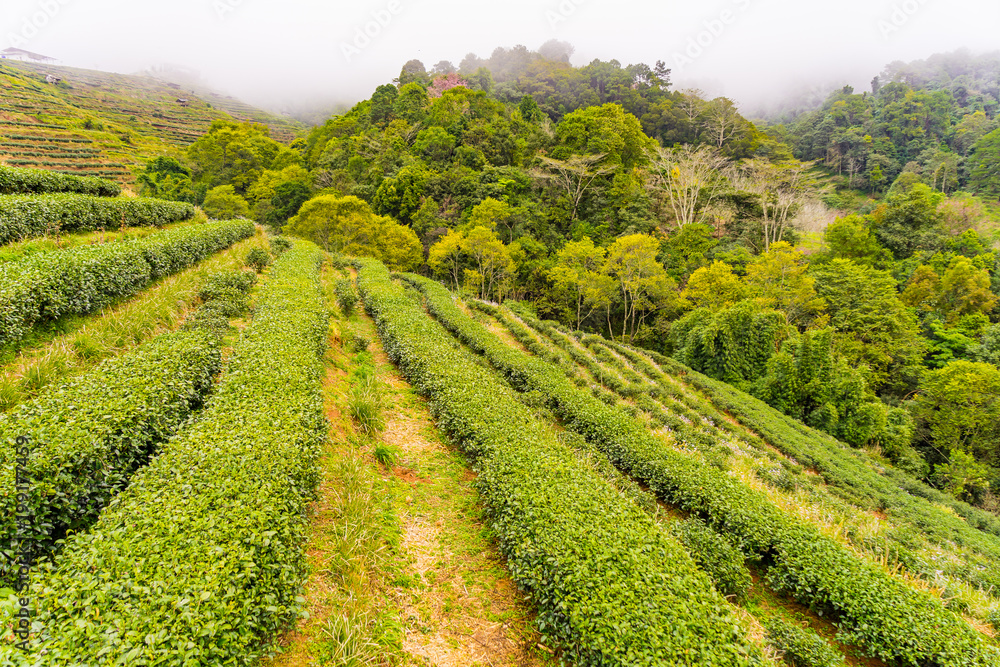 Green tea plantation farm landscape hill cultivation