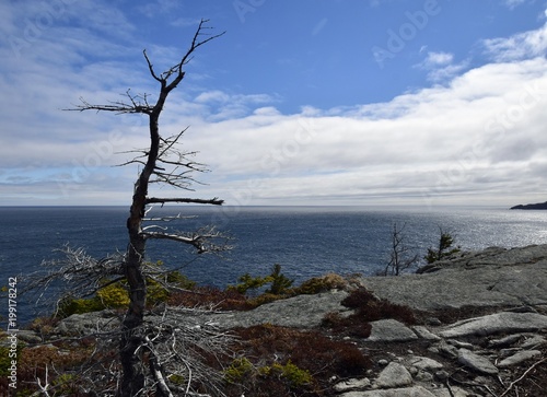 leafless tree on a cliff overlooking the Atlantic ocean, Avalon region Newfoundland Canada © skyf