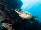 Sea turtle close up over coral reef