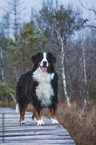 Bernese mountain dog female posing in beautiful spring park.