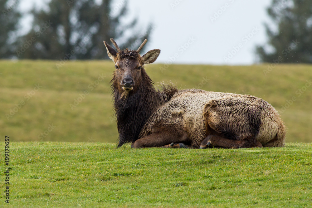 Fototapeta premium Elk lays in grass.