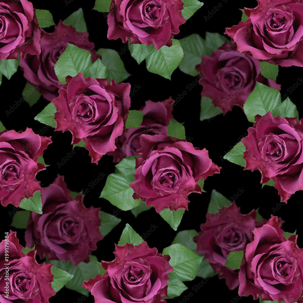 Beautiful floral background of purple roses Beautiful floral background of purple roses