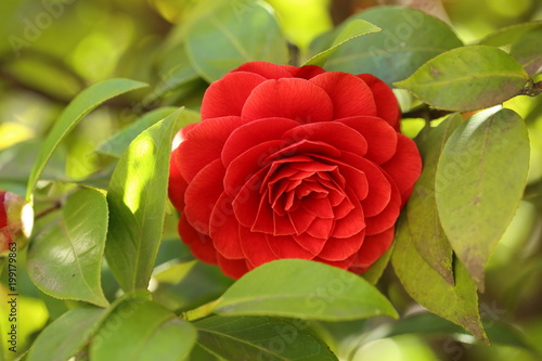 Fototapeta Naklejka Na Ścianę i Meble -  Camelia protetta