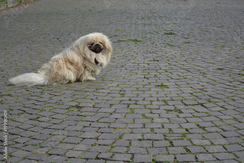 pechinese, cane pechinese, cane cinese, piccolo, bello, peloso