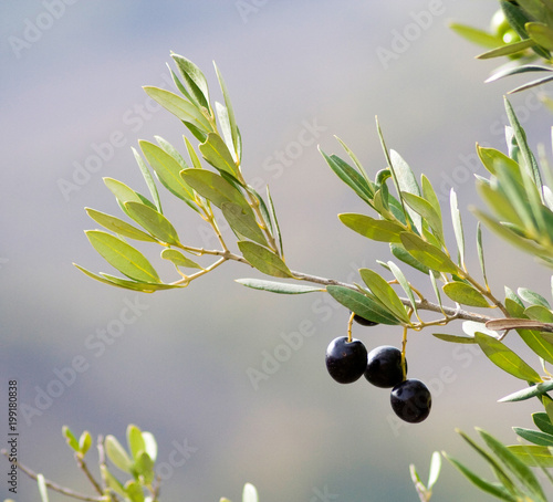 Branch of olive tree with fruits and leaves