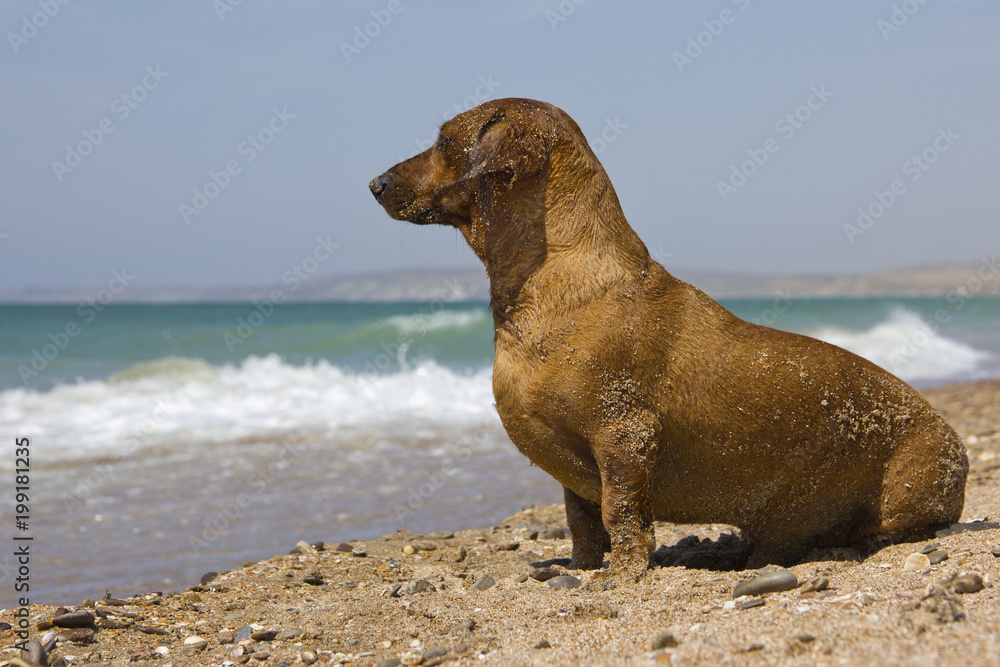  red wet dachshund on the beach waiting for its owner looks into the distance.