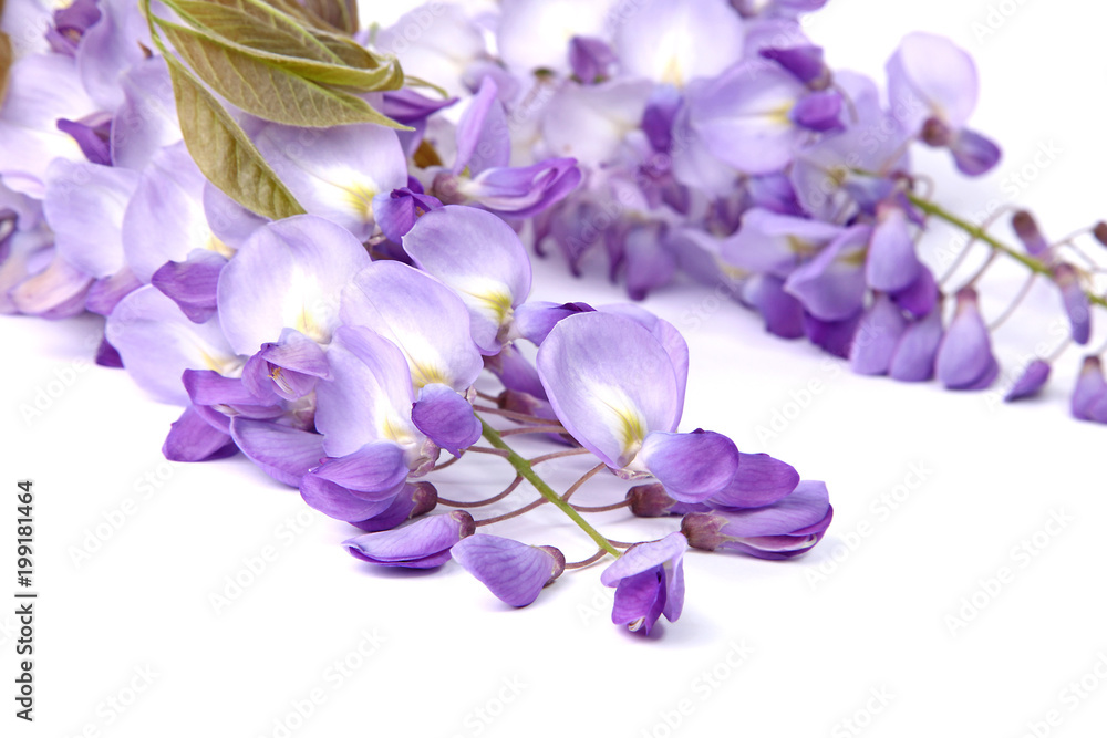 Fleurs de Glycine Fleurs de Glycine