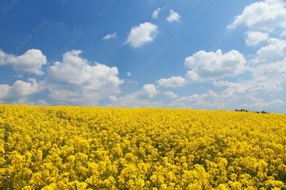 field of flowering rapeseed canola or colza