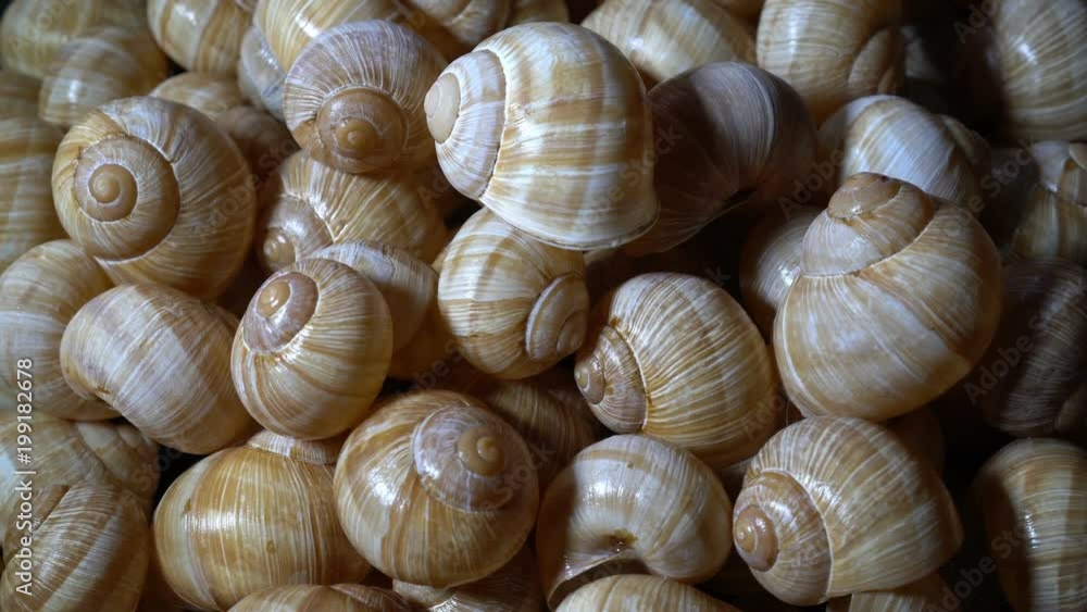 A lot of snail shells lay on each other. Close-up, high detail. Rotation. 4K. 25 fps. A lot of snail shells lay on each other. Close-up, high detail. Rotation. 4K. 25 fps.
