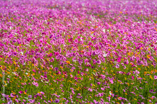 Fototapeta Naklejka Na Ścianę i Meble -  colorful cosmos flowers planted in a large fields on the hill. cosmos flowers .are blooming in winter