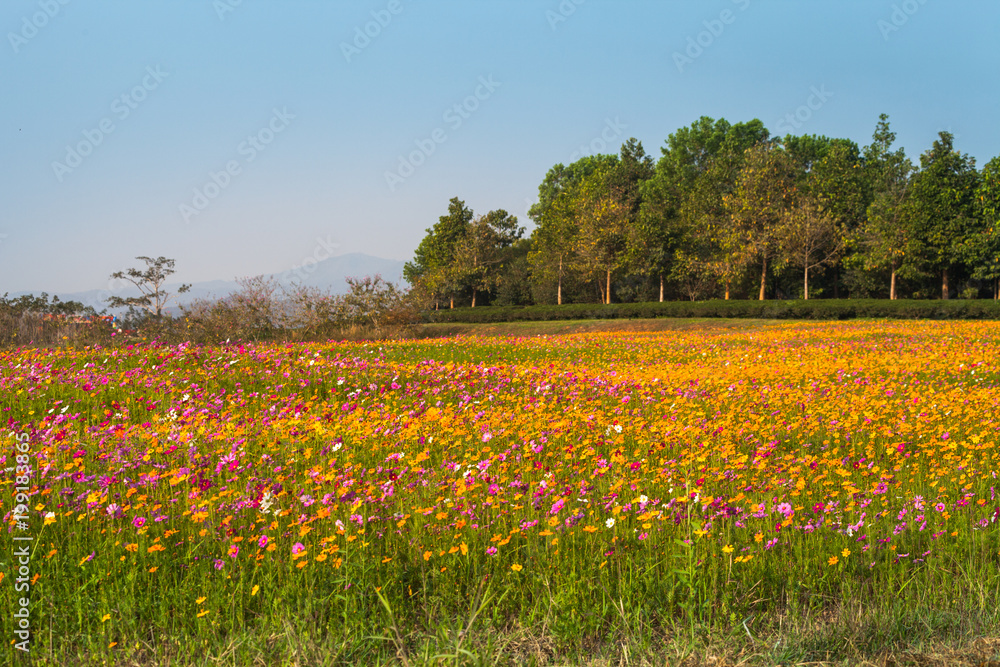 colorful cosmos flowers planted in a large fields on the hill. cosmos flowers .are blooming in winter.
