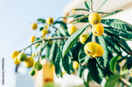 the branch of the tree with the fruits of medlar on Sunny day on the streets of Cyprus
