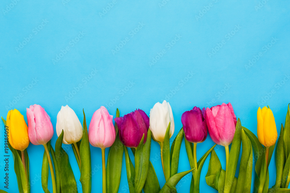 Fototapeta Easter traditional objects isolated on blue background tulips free space