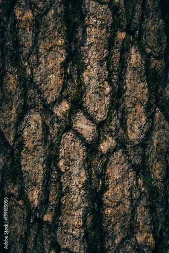 the natural dark tree and wood surface texture or background in vintage, dark or scary style
