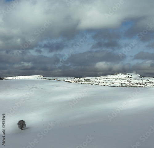 Lonely tree in a snowy meadow photo