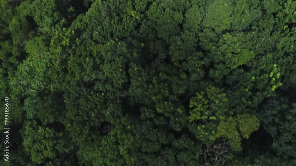 fast moving drone top down shot of a forest in the caribbean fast moving drone top down shot of a forest in the caribbean