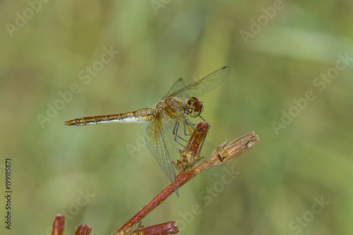 Dragonfly sits on the grass
