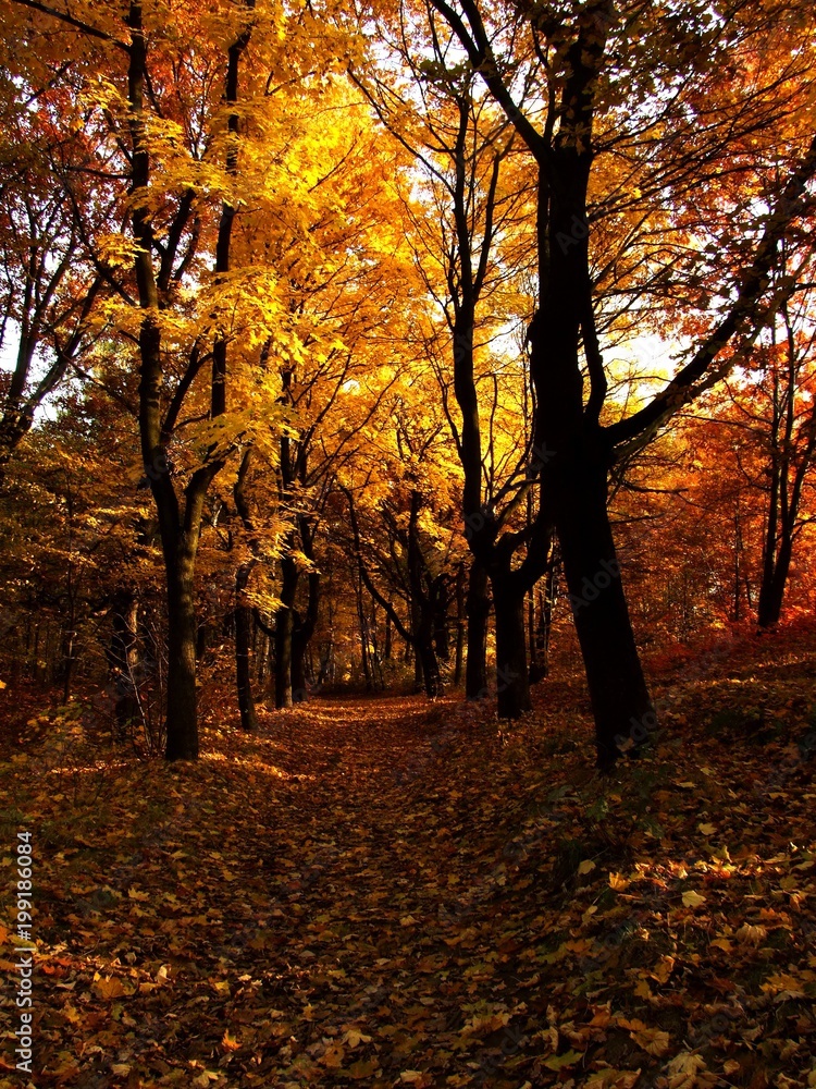 Autumn+forest
