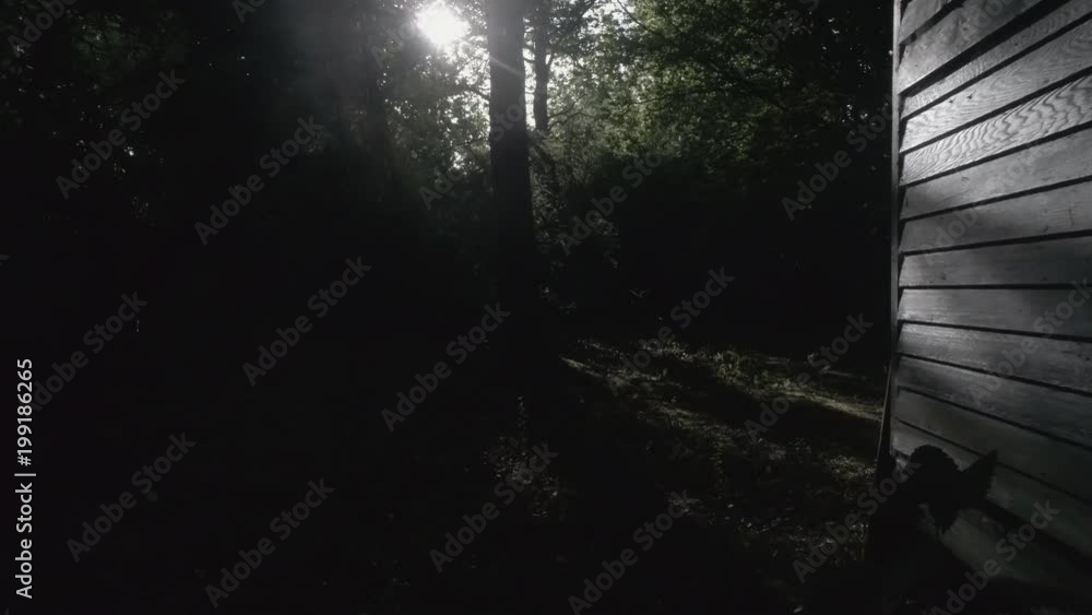 low reverse reveal drone shot in a dark forrest with sun shining through low reverse reveal drone shot in a dark forrest with sun shining through