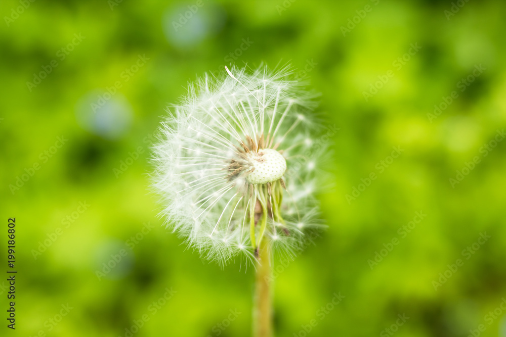 Obraz premium White fluffy dandelions, natural green blurred spring background, selective focus.Beautiful white dandelion flowers close-up.Copy space