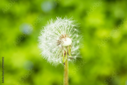 White fluffy dandelions  natural green blurred spring background  selective focus.Beautiful white dandelion flowers close-up.Copy space