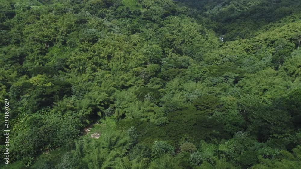 reverse shot of a lush tropical forrest from a drone reverse shot of a lush tropical forrest from a drone
