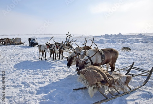 reindeer © Сергей Нестеров