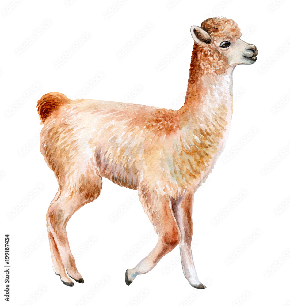 Llama Or Alpaca Hand Drawn Watercolor Illustration Cute Mammal Animal Painting Isolated On White Background Template Manual Work Close Up Stock イラスト Adobe Stock