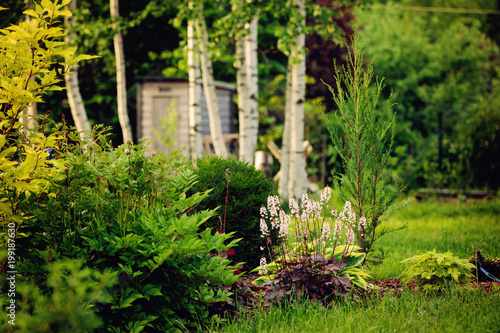 summer garden view with conifers, perennial and birch trees on background photo