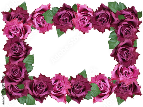 Frame of purple roses 