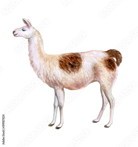 White and brown llama hand-drawn watercolor illustration. Cute mammal animal painting isolated on white background. Template. Manual work. Close-up