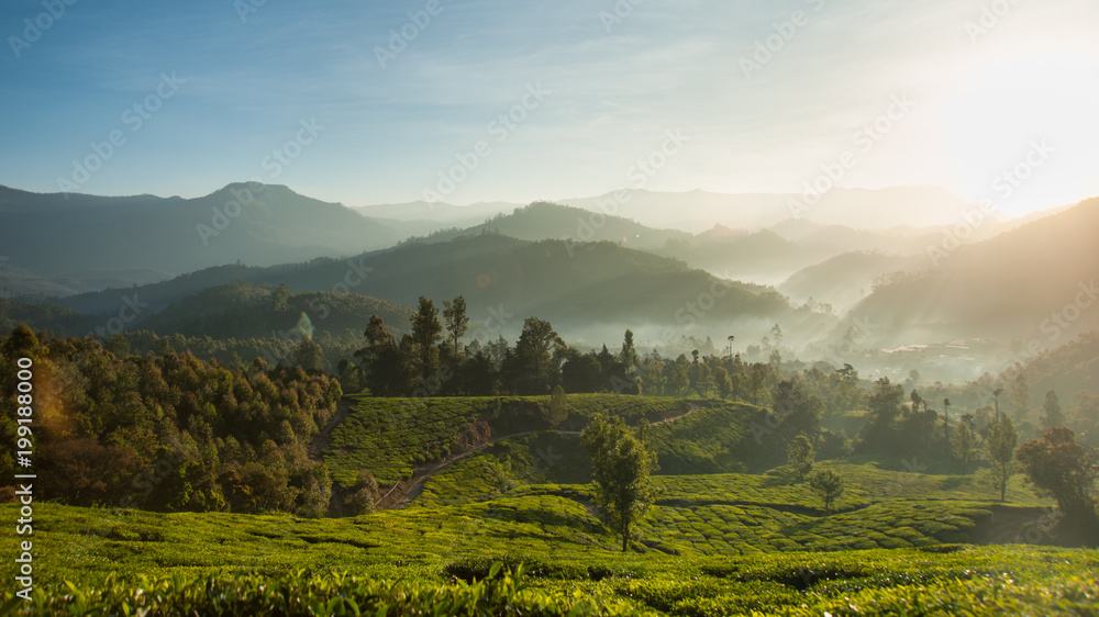 Beautiful tea plantation and mountain landscape at sunrise