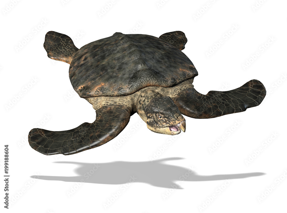 46 Best Archelon Images Stock Photos Vectors Adobe Stock