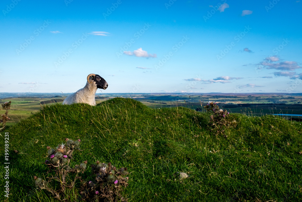 Naklejka premium Sheep looking over a hill