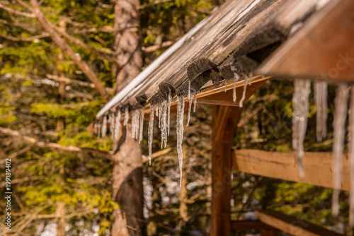 spring melting icicles 