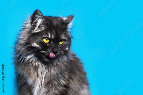 fluffy and gray cat with yellow eyes on blue background