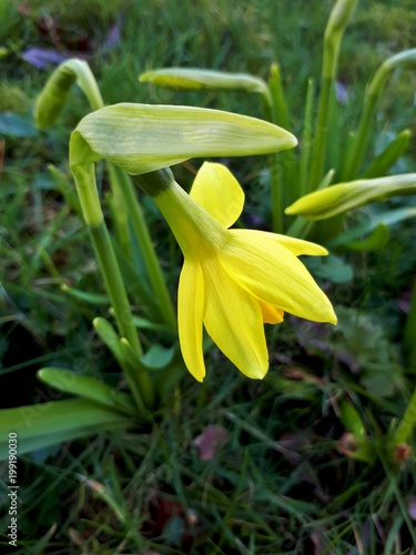 Fototapeta Naklejka Na Ścianę i Meble -  Above Yellow Daffodil Flower and Bud