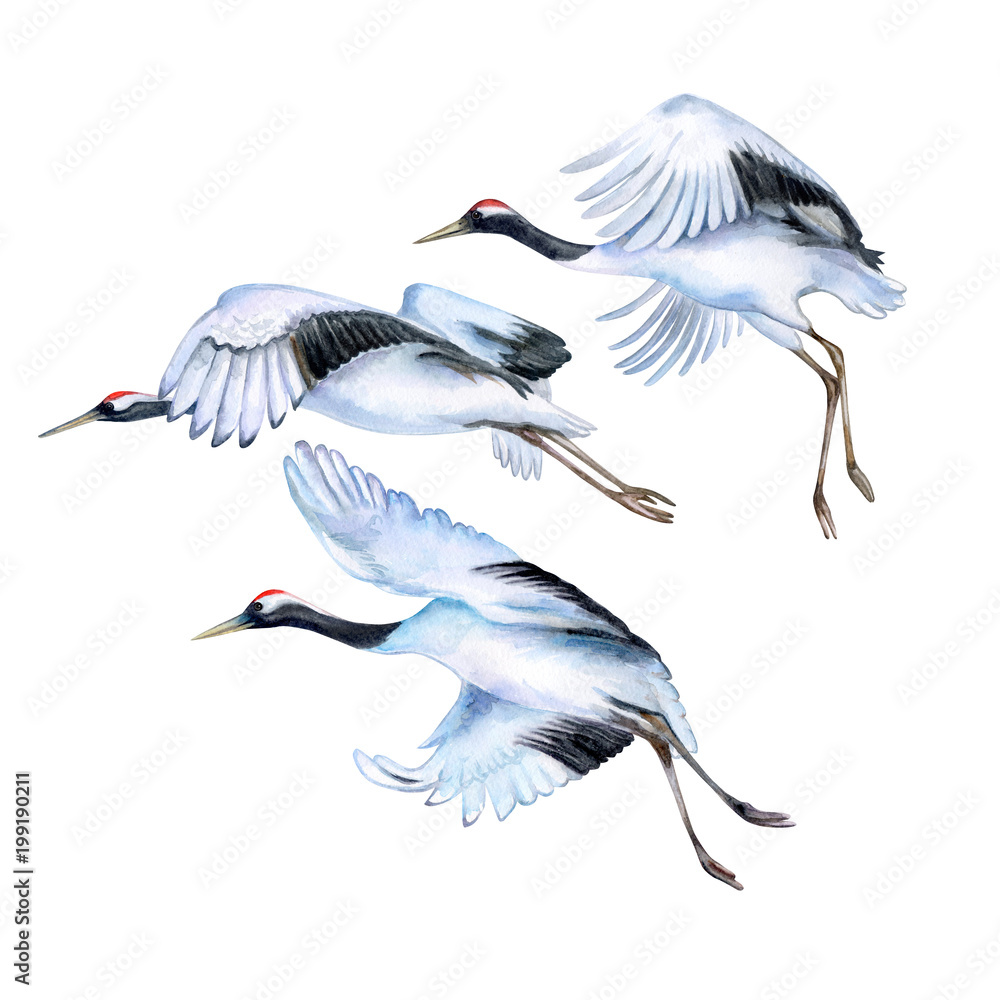 Crane flight against a red background watercolor picture