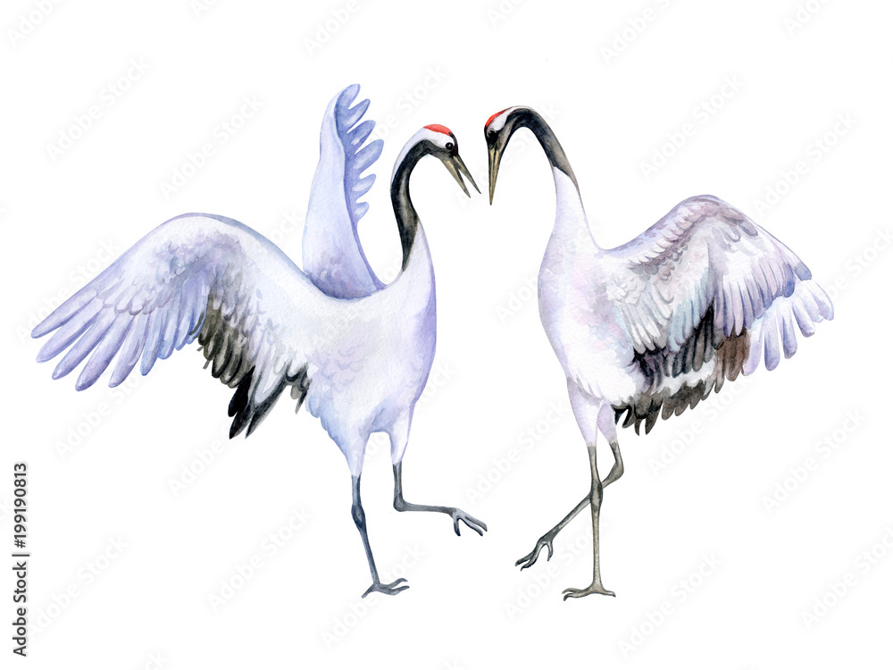 Obraz premium The Japanese crane. Red-crowned crane. A loving couple dancing birds isolated on white background. Watercolor. Illustration. Template. Handmade