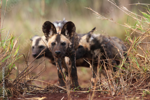 The African wild dog (Lycaon pictus), also as African hunting or African painted dog, painted dog or painted wolf,young dog separated from the pack.Puppy in high grass.