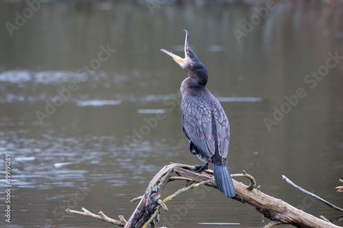 Cormorant 
