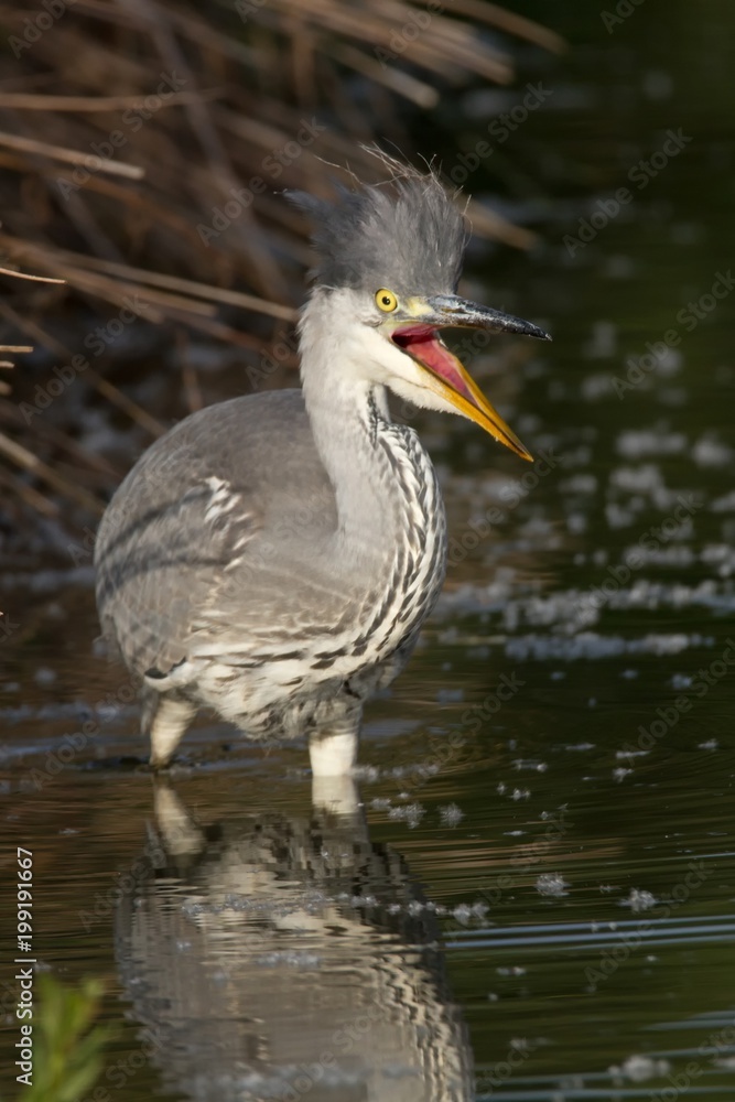 Junger Graureiher im Wasser 3 Junger Graureiher im Wasser 3