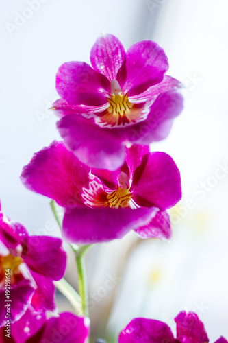 Beautiful purple orchid. © sharafmaksumov