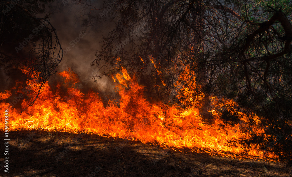  wildfire, burning pine forest .